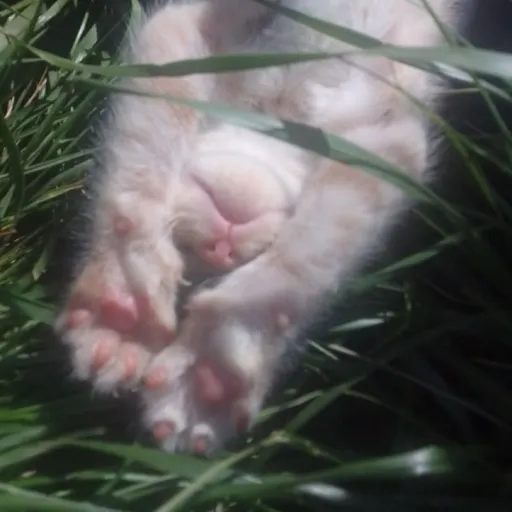 creator ~●☆♡Kitty♡☆●~'s avatar