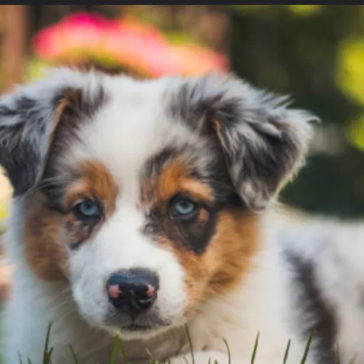 creator Mythicalpup<~>'s avatar