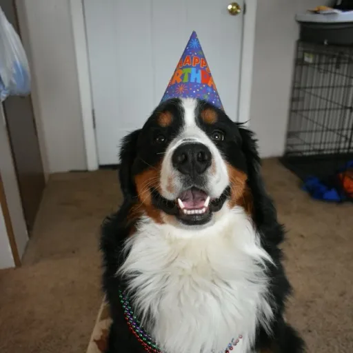 creator dog party animal !'s avatar