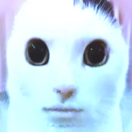 creator A cat under ur bed's avatar