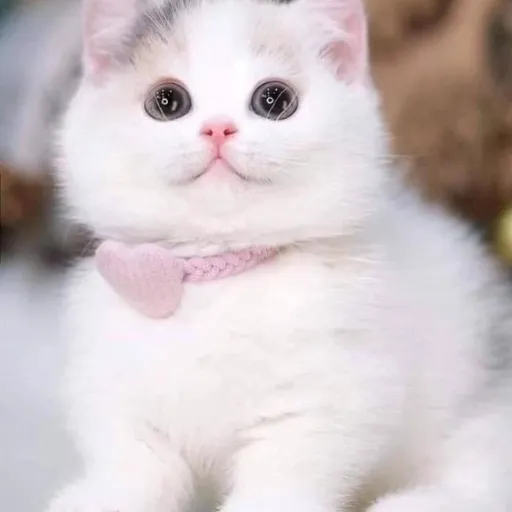 creator i luv catssss's avatar