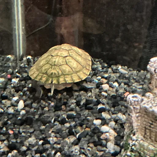 creator ☠️TURTLES😈's avatar