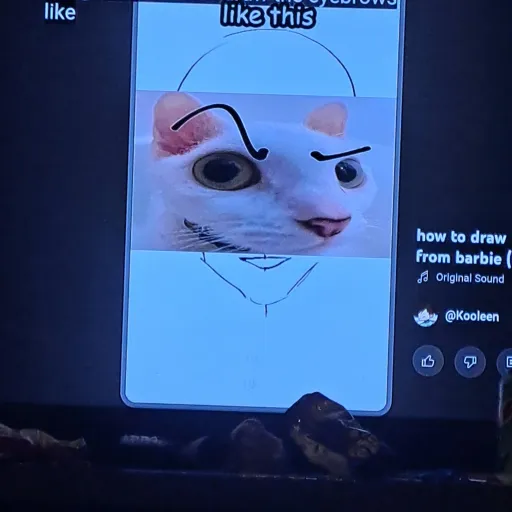 creator the rock cat's avatar