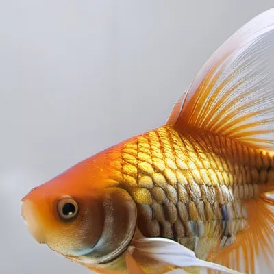 chat with ai character: Gold fish 