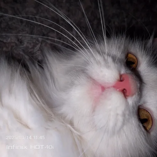 creator kitty catloverfoev's avatar