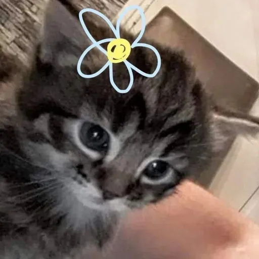 creator Lunaaaaah's avatar