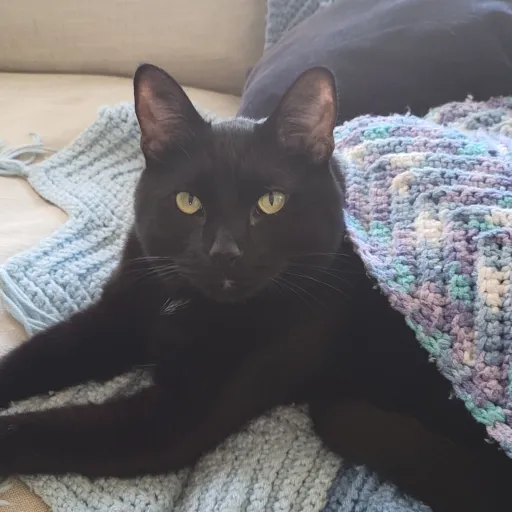 creator meow black cat's avatar
