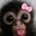 creator ✨MONKEY✨😝's avatar