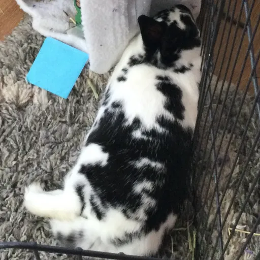 creator The Lounging Bun's avatar