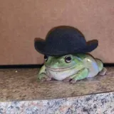 creator 𝕱𝖗𝖔𝖌𝖘>>'s avatar
