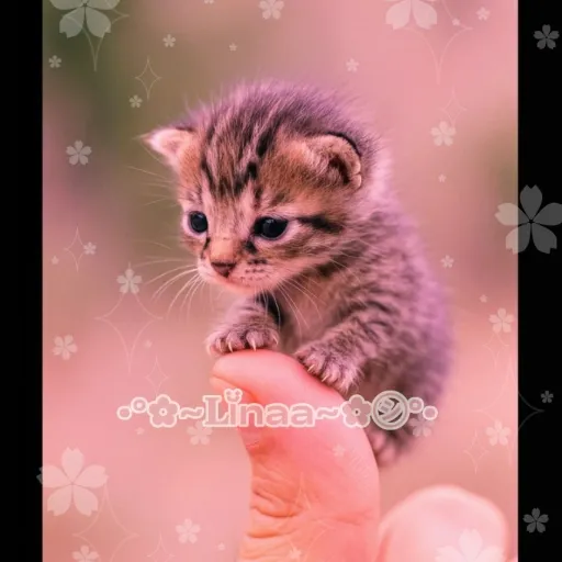 creator •°✿~𝐋ĭ̈naa~✿㋛°•'s avatar