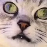 creator Vexreo's avatar
