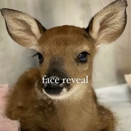 creator Sosaaa's avatar