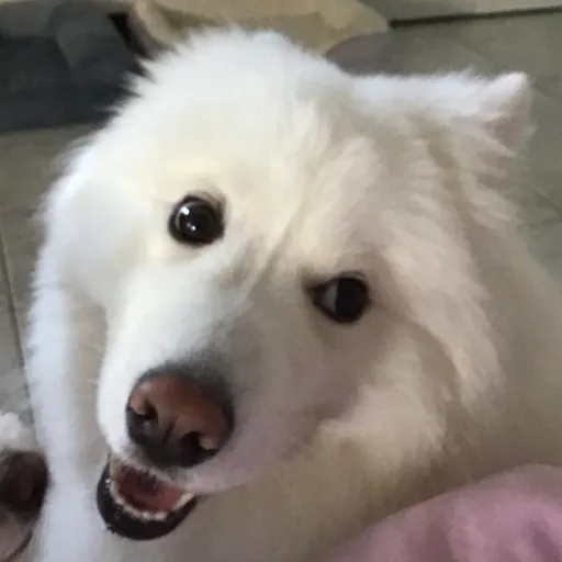 creator UWU_Zaddy's avatar