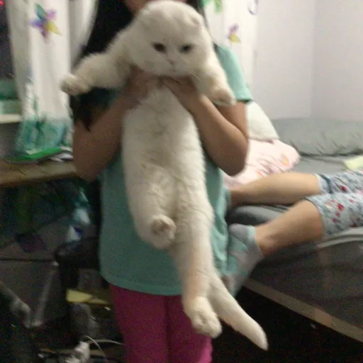 creator Cat lover1's avatar