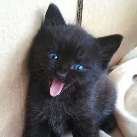 creator Gluedkitty's avatar