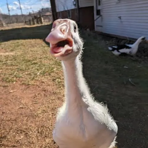 creator goose🤨📷🫵's avatar