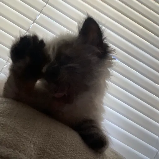 talkie's author avatar