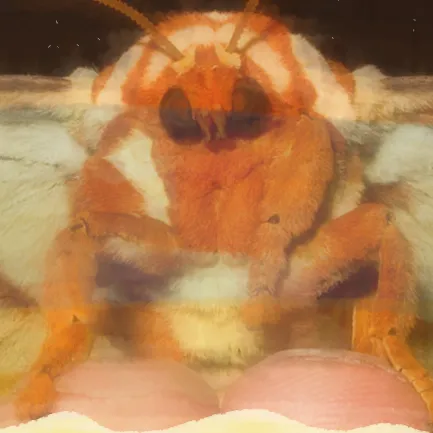 creator Walnut_Moth's avatar