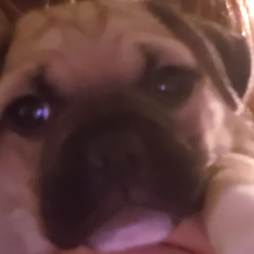creator dum duck's avatar