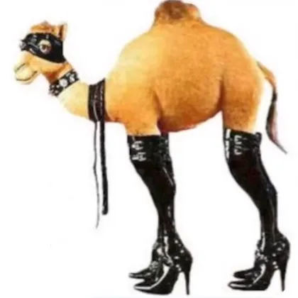 creator Sexy_camel's avatar