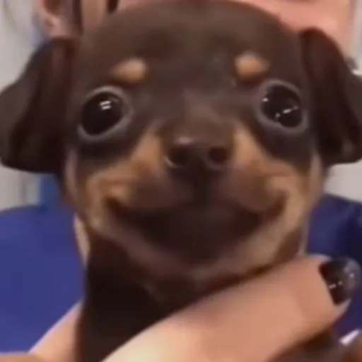 creator Doggy ᐠ( ᐛ )ᐟ's avatar