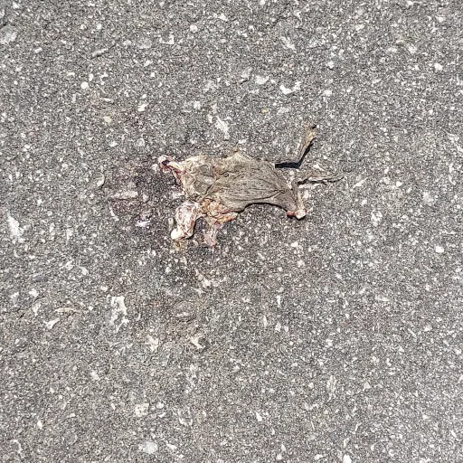 creator DEAD_FROG's avatar