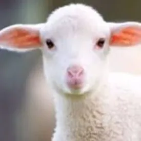 creator lucifer layman's avatar