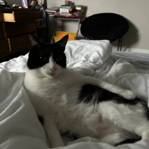 creator Blobbert's avatar