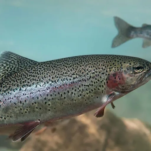 creator Rainbowtrout's avatar