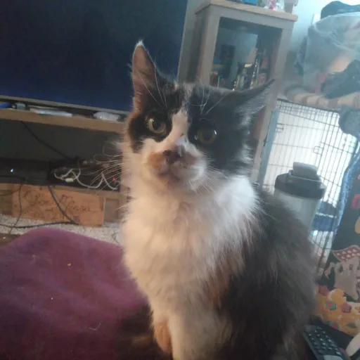 talkie's author avatar