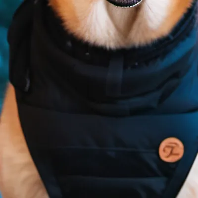 chat with ai character: The dog Diego 