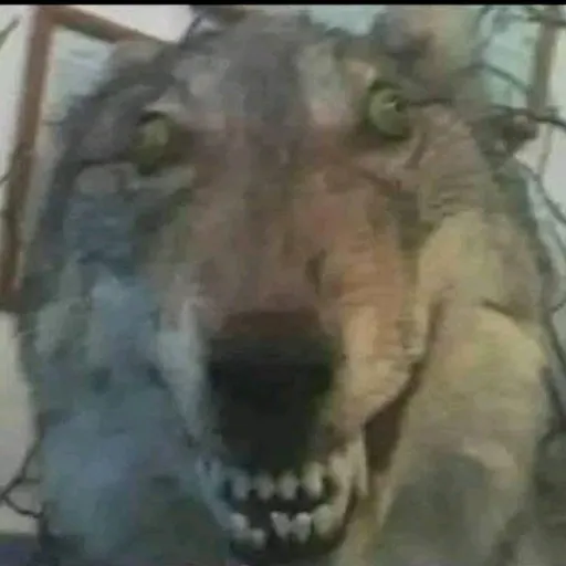 creator the weirdes coyote's avatar