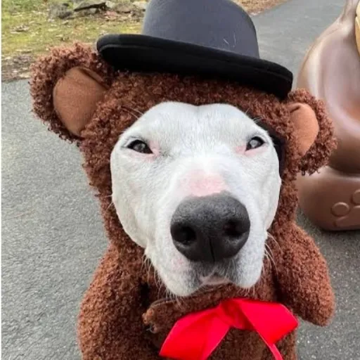 creator freddy-fazdog's avatar