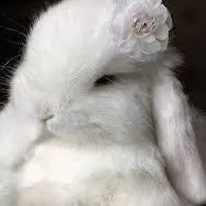 creator ☾~rabbitlover.~☽'s avatar