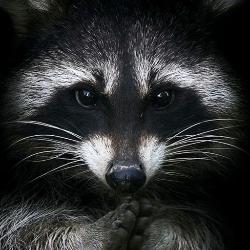 creator The Team Raccoon.'s avatar
