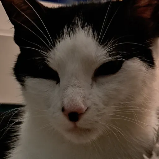 creator Leo_My_Cat_<3's avatar