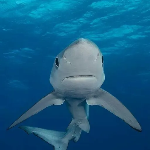 creator 🌊🦈!~VAL~!🦈🌊's avatar