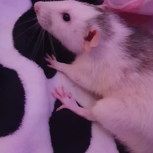 creator 🐭 Ratty 🐭's avatar
