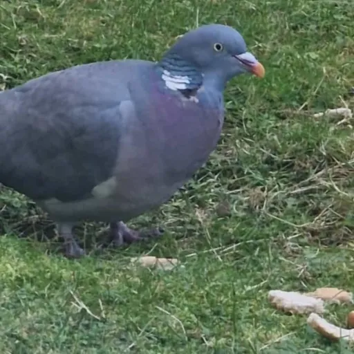 creator Noah Da Pigeon's avatar
