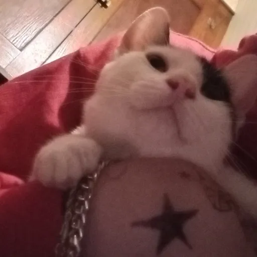 creator Dat_Non-Cis★Boi★'s avatar