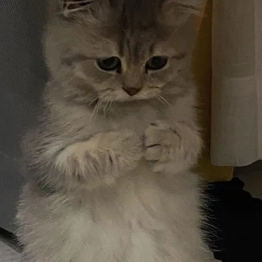 creator imjustsad's avatar