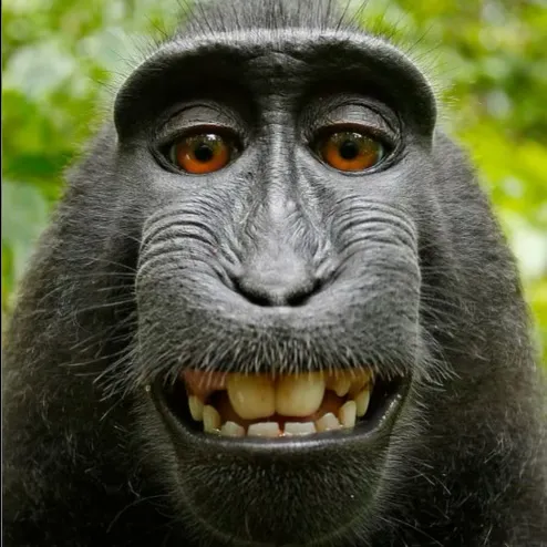 creator Monke Monke1234's avatar