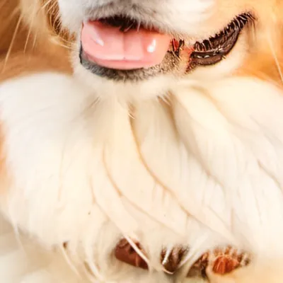 chat with ai character: Doge