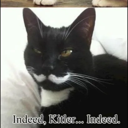 creator .kittler's avatar