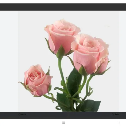 creator ♡~rosie posie~♡'s avatar