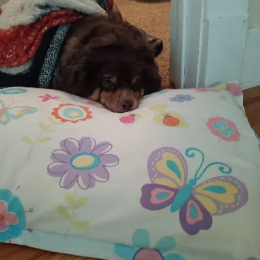 creator DoggyLover101's avatar