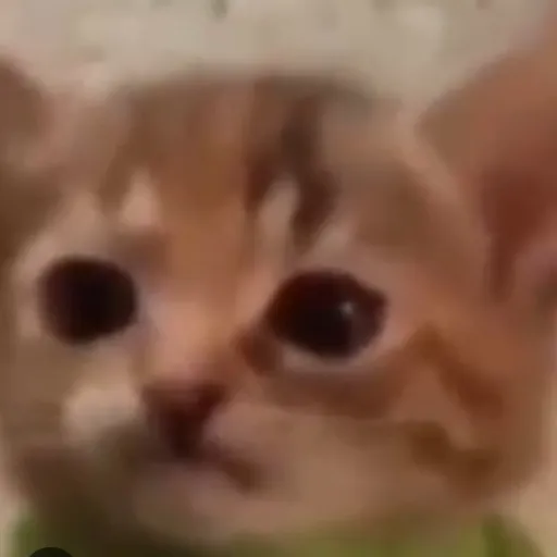 creator Shivermetimbers21's avatar
