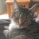 creator likecats1000's avatar
