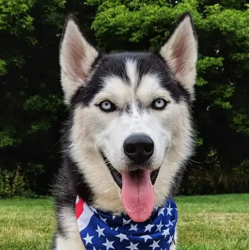 creator military husky's avatar